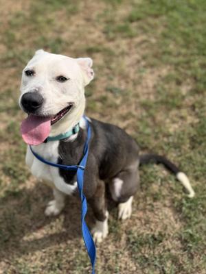 A white and gray dog with a blue collar and leash, sitting on grass and looking up with its tongue out.