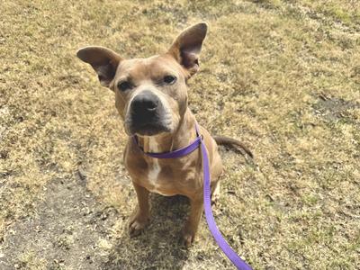 A brown dog with a purple leash sitting on grass.