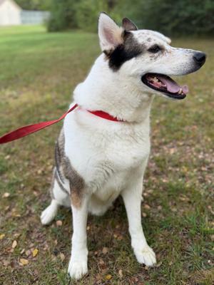 Koda O2026062, Husky / Australian Cattle Dog / Blue Heeler, adult, available for adoption