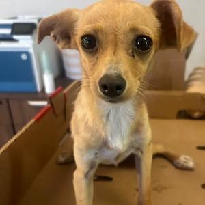 26-1056, Chihuahua, puppy, available for adoption