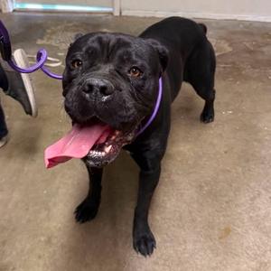 26-985, Mastiff, Cane Corso, adult, available for adoption