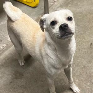 a small white dog standing on a concrete floor