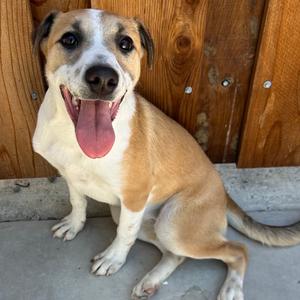 26-876 Star, Shepherd, young, available for adoption