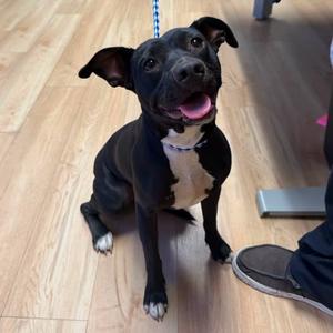 26-1256, Chihuahua, adult, available for adoption