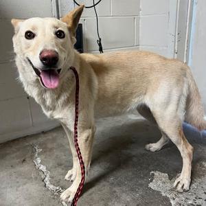 A light-colored dog with a happy expression, standing on a concrete floor, wearing a red leash.