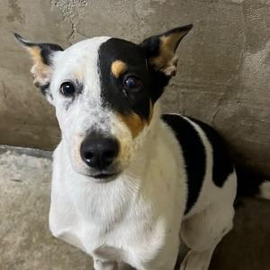 26-1235 Target, Cattle Dog, young, available for adoption