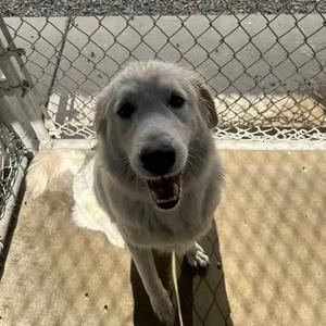 26-1268, Pyrenees, Great, adult, available for adoption