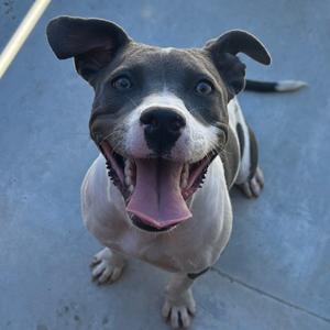 A happy dog with a black and white coat, blue eyes, and a pink tongue, sitting on a concrete surface.