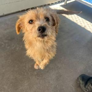 a small, scruffy dog with light brown fur standing on a concrete surface
