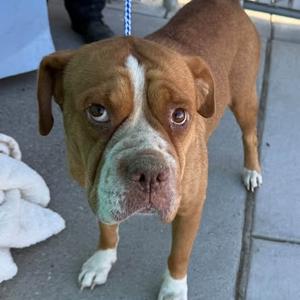 26-1313, Boxer, available for adoption
