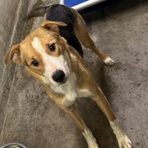 A brown and white dog with a black patch on its back, standing on a concrete floor and looking up at the camera.