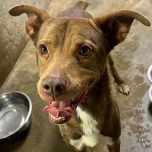 Magic, Terrier, Pit Bull, senior, available for adoption