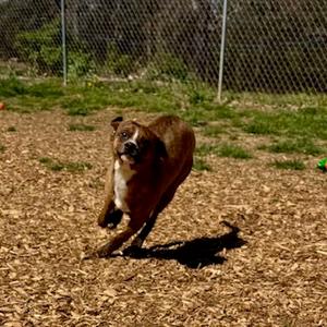 Hank, Boxer, puppy, available for adoption