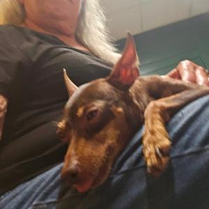 CupCake, Pinscher, Miniature, adult, available for adoption
