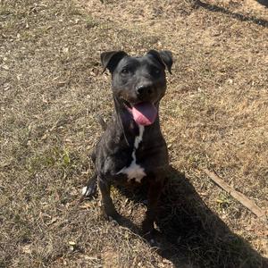 Harry, Hound, senior, available for adoption