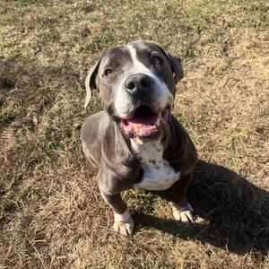 Max, Bulldog, American, senior, available for adoption