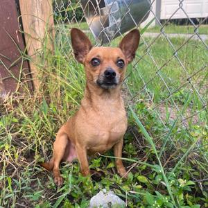 Carmel, Chihuahua, Short Coat, adult, available for adoption