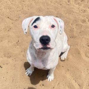 A white dog with black spots on its head and ears sitting on a sandy surface.