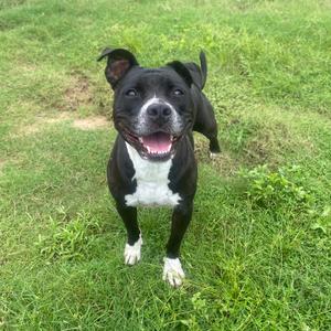 Ebony, Terrier, American Pit Bull, adult, available for adoption