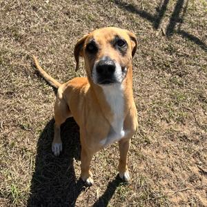 Molly, Black Mouth Cur, senior, available for adoption