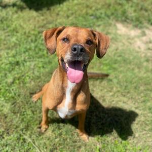 Jake, Boxer, senior, available for adoption