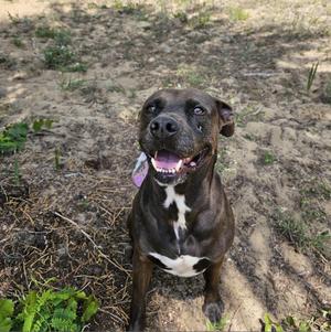 Jonathan, Terrier, American Pit Bull, senior, available for adoption