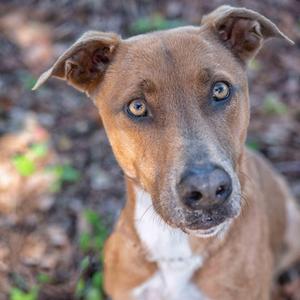 Phoebe, Hound, senior, available for adoption