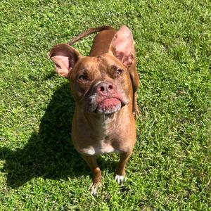 Hooch, Boxer, adult, available for adoption