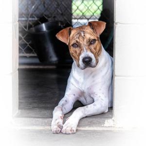 Jarvis, Terrier, Jack Russell, adult, available for adoption