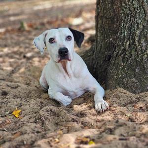 Prince, Hound, adult, available for adoption