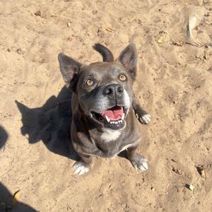 A gray dog with yellow eyes and its mouth open, sitting on sand.