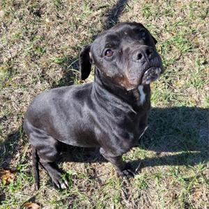 Mookie, Boxer, senior, available for adoption