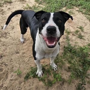 J.D., Terrier, American Pit Bull, adult, available for adoption
