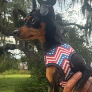 Moochie, Pinscher, Miniature, adult, available for adoption