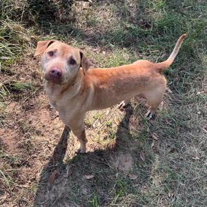Security, Terrier, Pit Bull, senior, available for adoption