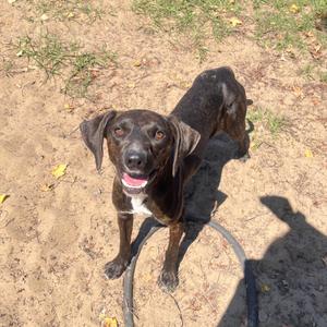 Maxie, Mixed Breed (Small), adult, available for adoption