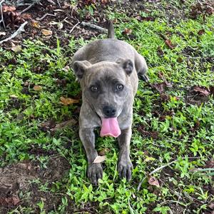 Amelia, Mixed Breed (Small), adult, available for adoption