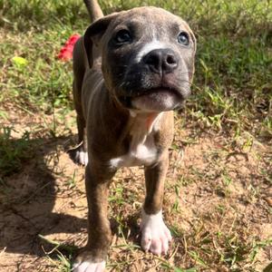 Twister, Hound, Plott, available for adoption