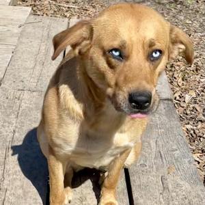 Atari, Mixed Breed (Medium), adult, available for adoption