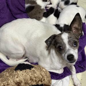 Angie, Terrier, Jack Russell, adult, available for adoption