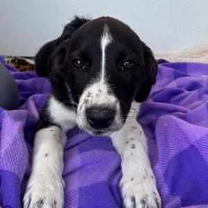 Brooklyn, Catahoula Leopard Dog, young, available for adoption