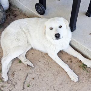 Bumble, Pyrenees, Great, young, available for adoption
