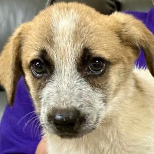 Cache, Shepherd, Anatolian, puppy, available for adoption
