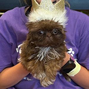 Bow Tie, Shih Tzu, puppy, available for adoption