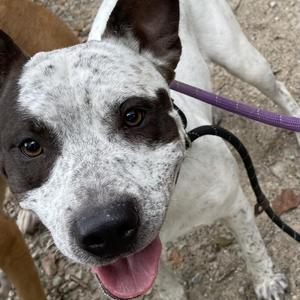 Bowie, Cattle Dog, Australian (Blue Heeler), adult, available for adoption