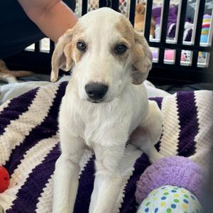 Boomer, Catahoula Leopard Dog, young, available for adoption