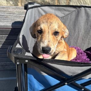 Bristol, Catahoula Leopard Dog, young, available for adoption