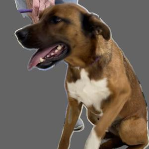 Adolis, Mixed Breed (Medium), adult, available for adoption