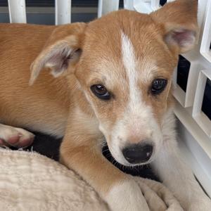 Bree, Catahoula Leopard Dog, young, available for adoption