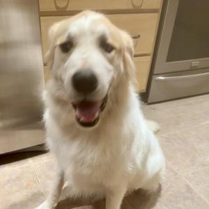 Alf, Pyrenees, Great, adult, available for adoption